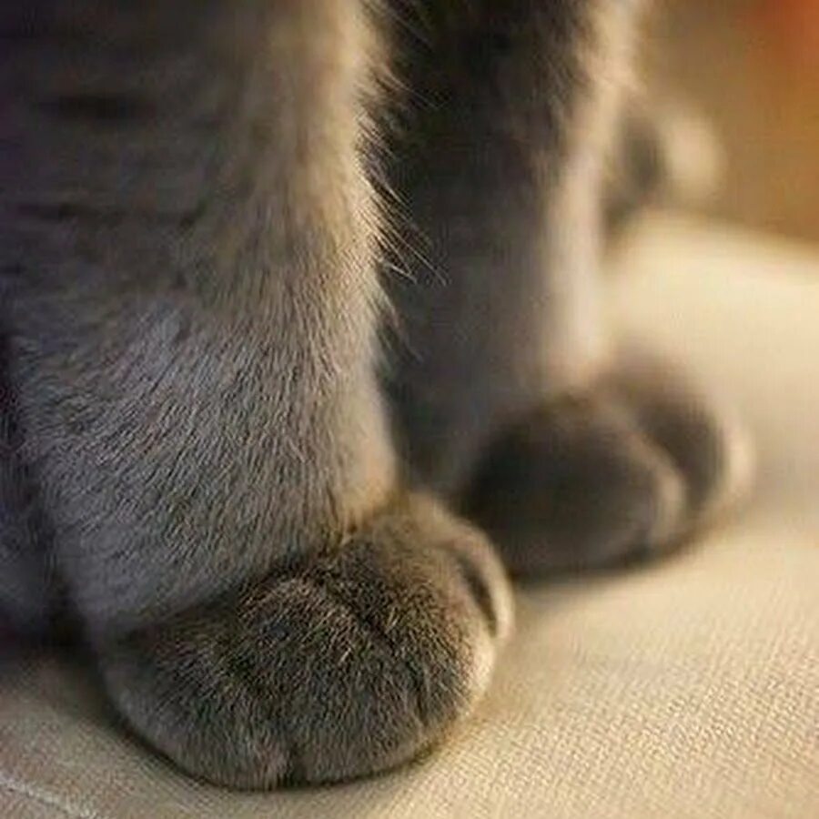 Лапка кота. Кошачья лапа. Пушистые кошачьи лапки. Кошачьи подушечки. Фото лапок кошек