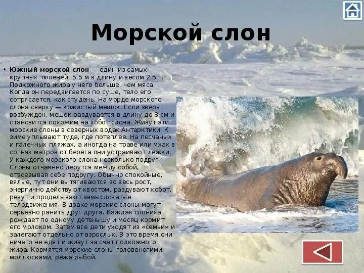 Южный морской слон где. Морской слон. Морские слоны в Антарктиде. Морской слон Антарктика. Южный морской слон в Антарктиде.