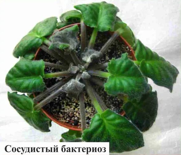 Почему гибнут фиалки