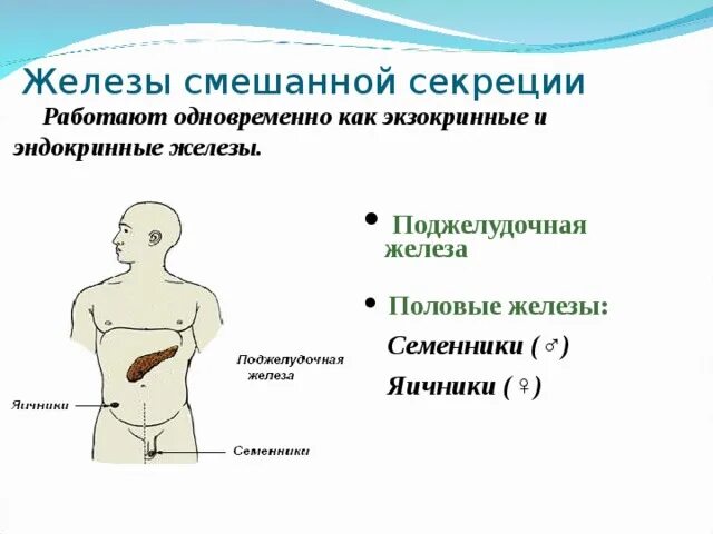 Характеристика желез организма человека. Желёзы смешанной секреции перечисление. Железы внешней внутренней и смешанной секреции. Железы смешанной секреции человека. Укажите железы смешанной секреции.