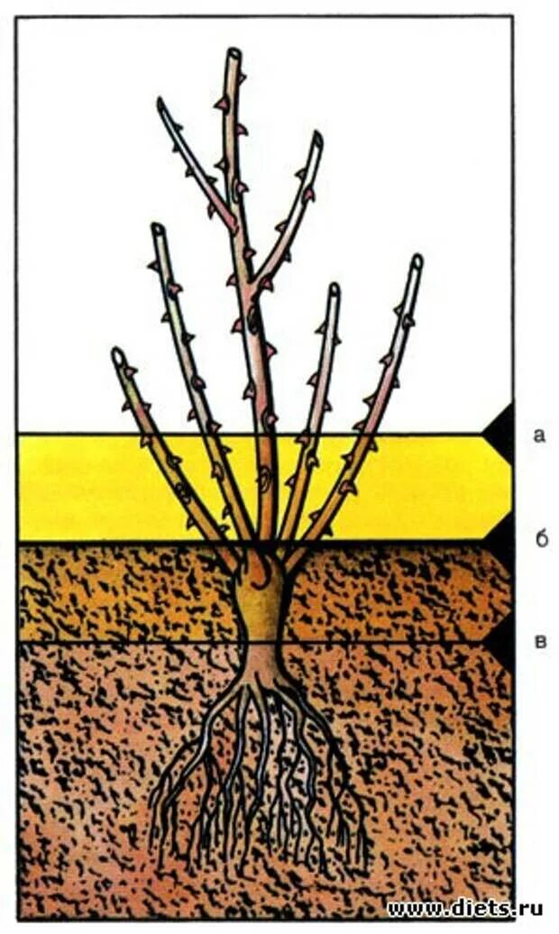 Посадка роз корневая шейка. Корневая шейка плетистой розы. Корневая шейка плетистой розы заглублять. Заглублять ли розы при посадке