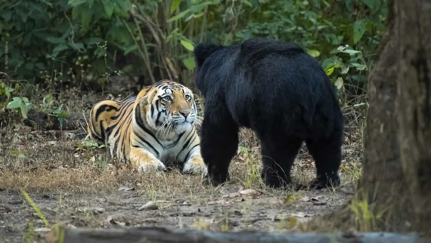 Амурский тигр против. Медведь губач против тигра. Тигровый заповедник Канха. Медведь Гризли против тигра. Белый медведь против тигра.