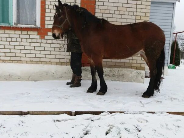 Тамбовская лошадь. Какие продаются лошадки. Азовская лошадь. Кобыла находка русский тяж.