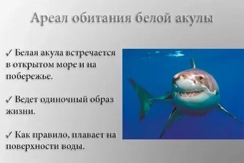 Акула среда обитания