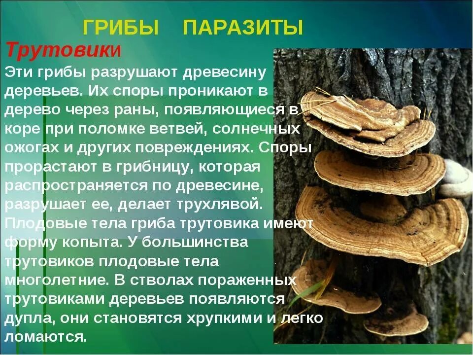 Примеры трутовиков. Трутовик гриб паразит. Грибы паразиты трутовик настоящий. Грибы паразиты трутовики описание. Съедобный древесный гриб трутовик.