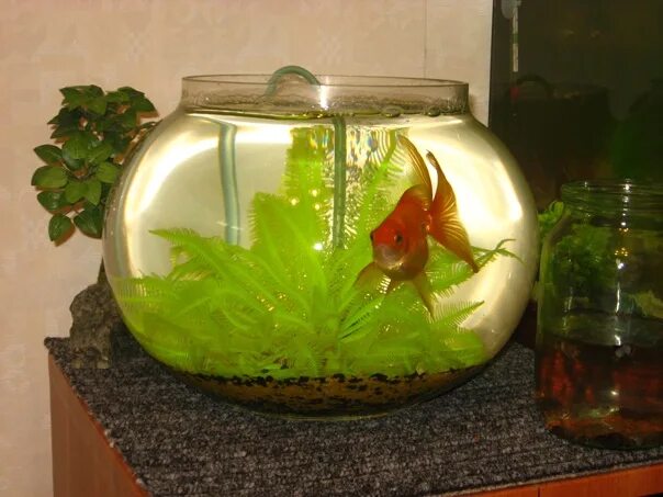 Какие рыбки могут жить одни. Круглый аквариум с рыбками. Золотая рыбка в круглом аквариуме. Аквариум круглый 10 литров. Одна рыбка в круглом аквариуме.