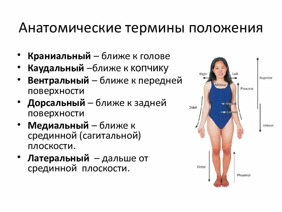 Какие позиции есть у человека. Анатомические термины. Направления в анатомии человека. Анатомические термины положения. Анатомическая терминологи.