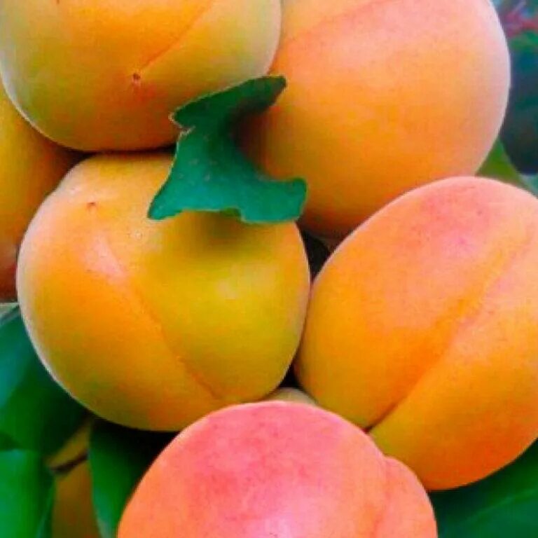 Абрикос звездный колоновидный. Абрикос колоновидный принц март. Колоновидный абрикос принц. Абрикос колоновидный голд. Сорт колоновидный абрикос "принц март".