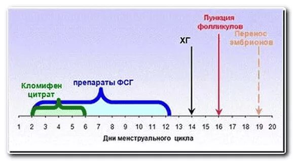 Схема длинного протокола эко по дням. Протокол эко 7 день цикла. Короткий протокол эко. Длинный протокол эко. По дням коротком протоколе