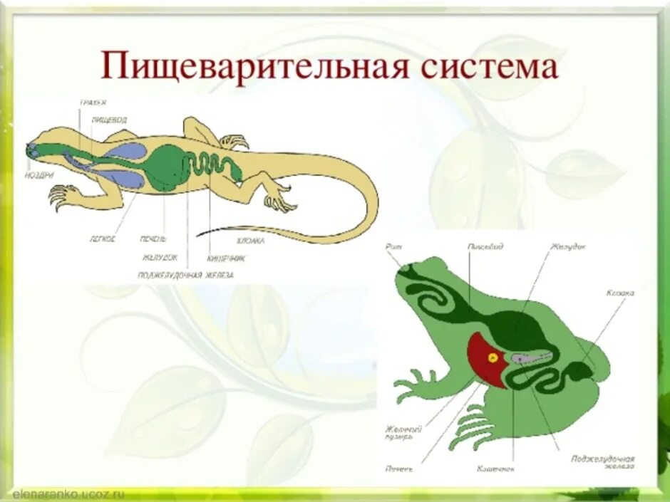 Расположи органы пищеварительной системы земноводного. Пищеварительная система пресмыкающихся схема. Пищеварительная система ящерицы схема. Пищеварительная система рептилий 7 класс. Отделы пищеварительной системы ящерицы.