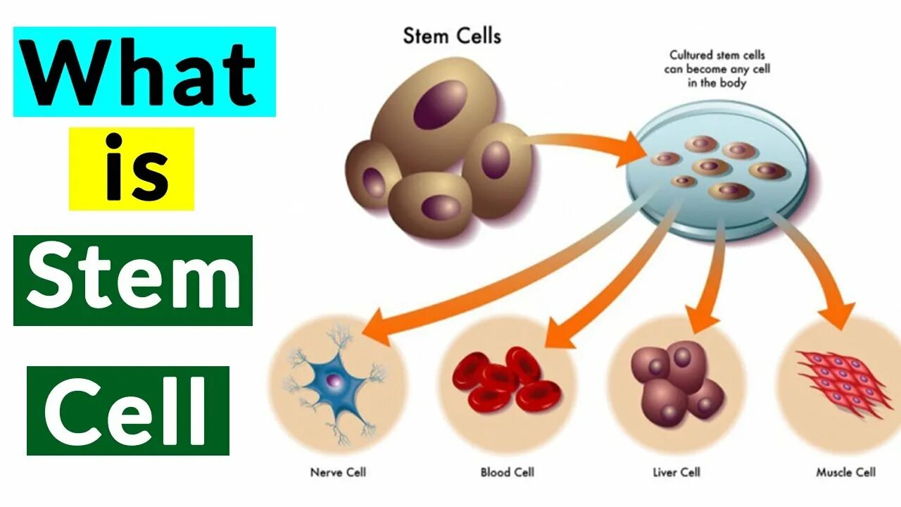 J stem cell. Stem cells. i-stem пробирки. стволовые клетки иконка. стволовые клетки волоса.
