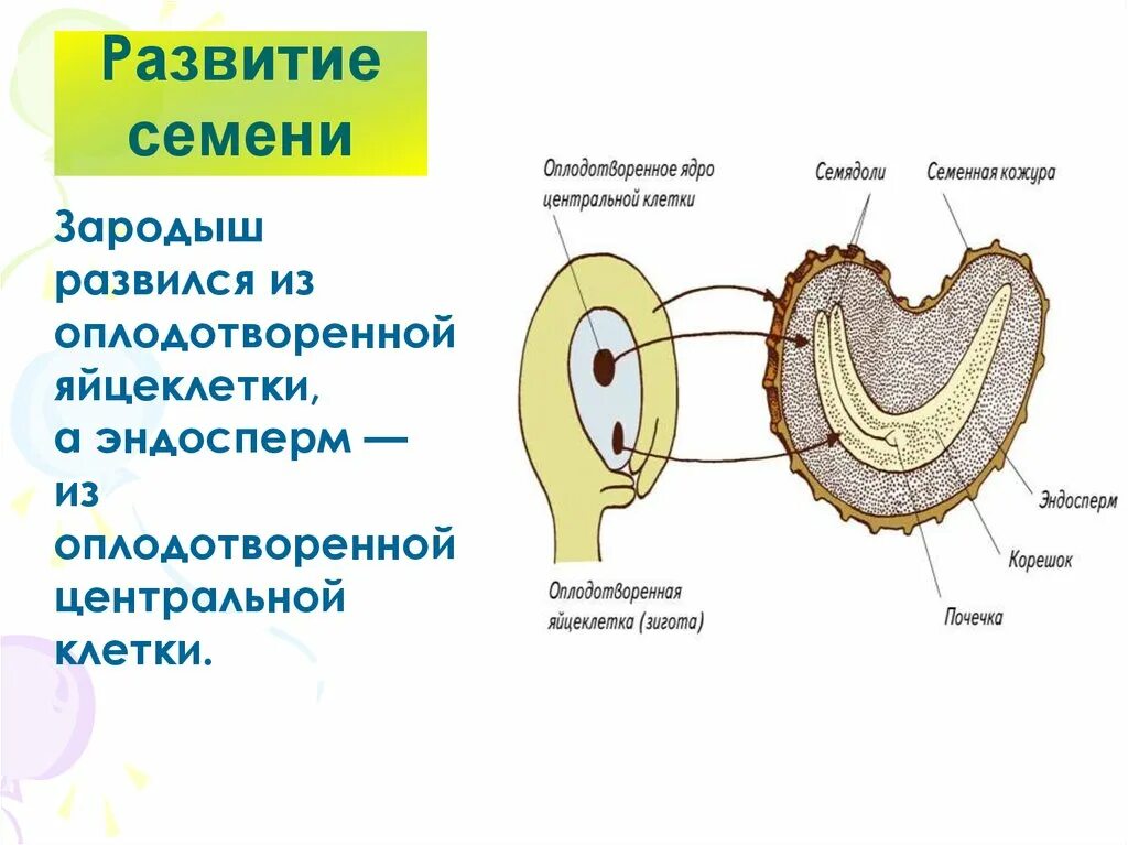 Стадии развития двудольного растения с момента оплодотворения. Развитие плода и семян растений. Стадии развития зародыша семени. Развитие семени и плода цветковых. Главный корень зародыша развивается