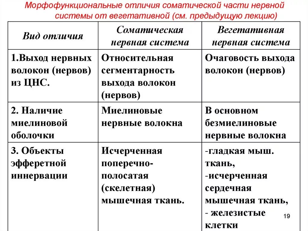 Отличия вегетативной нервной системы от соматической таблица. Характеристика соматической и вегетативной нервной системы. Отличия ВНС от соматической нервной системы таблица. Отличия вегетативной нервной системы от соматической.