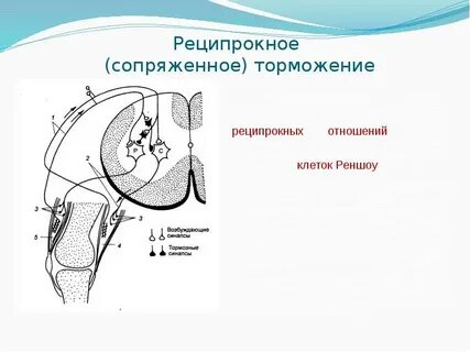 Функциональное значение возвратного торможения