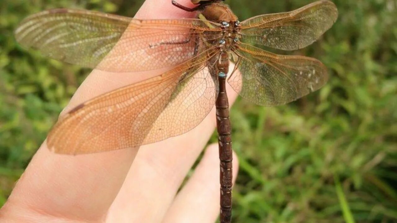 Ловит летающих насекомых. Aeschna Grandis. Стрекоза коромысло. Большое коромысло (Aeshna Grandis). Стрекоза большое коромысло.