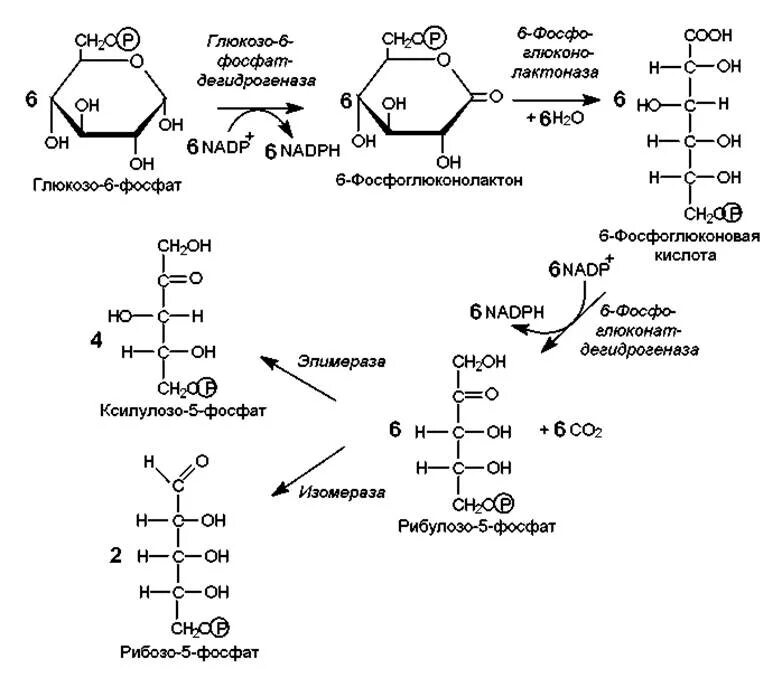 Этапы катаболизма углеводов. Изомеризация фруктозо 6 фосфата. Рибулозо 5 фосфат. Общий путь катаболизма углеводов.