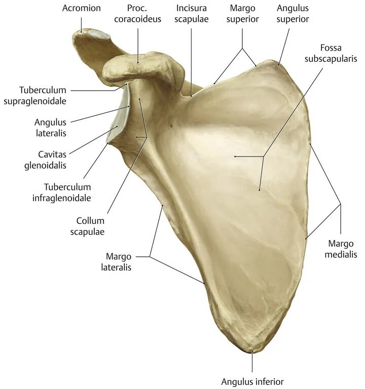 Лопатка человека анатомия. Лопатка анатомия Синельников. Angulus Superior scapulae. Акромион лопатки анатомия. Лопатка анатомия Сапин.