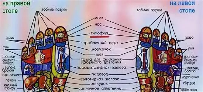 Правая стопа точки отвечающие за органы