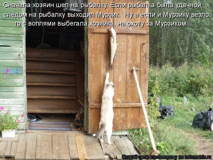 главное держаться. шел хозяин. иди сюда пообщаемся. прикольные коты. смешные картинки с котами.