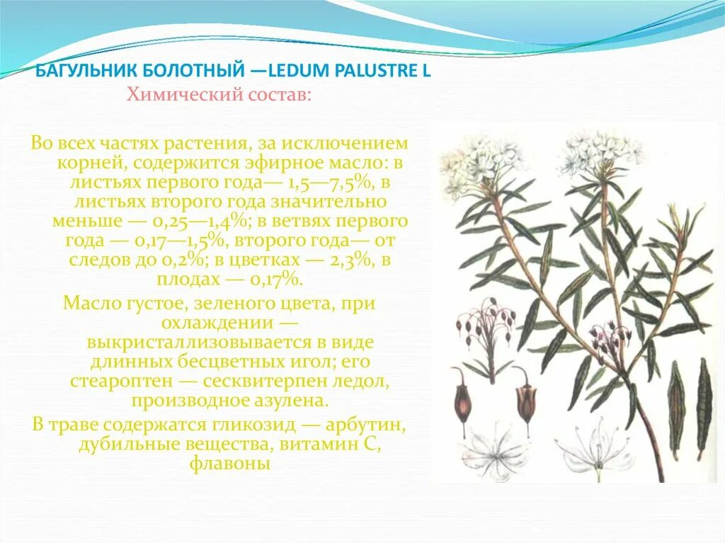 Багульник болотный. Багульник болотный (Ledum palustre). Багульник болотный Ботаническая иллюстрация. Побеги багульника болотного химическая формула.