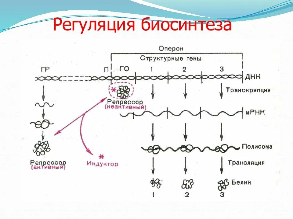 Репликация репарация транскрипция трансляция. Репликация транскрипция трансляция таблица. Регуляция биосинтеза. Матричные синтеезы репликация.