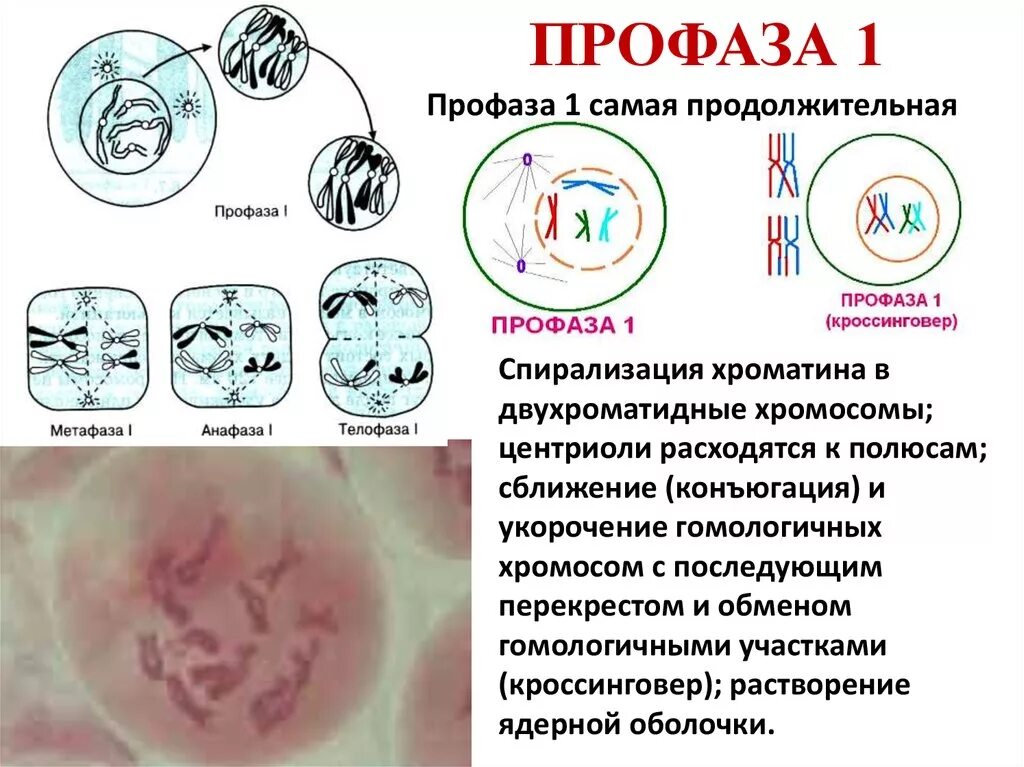 Этапы деления клетки митоз. Фаза митоза таблица фаза процессы. Схема клеточного цикла митоза. Таблица фаза митоза схематическое изображение события фазы. Профаза время.
