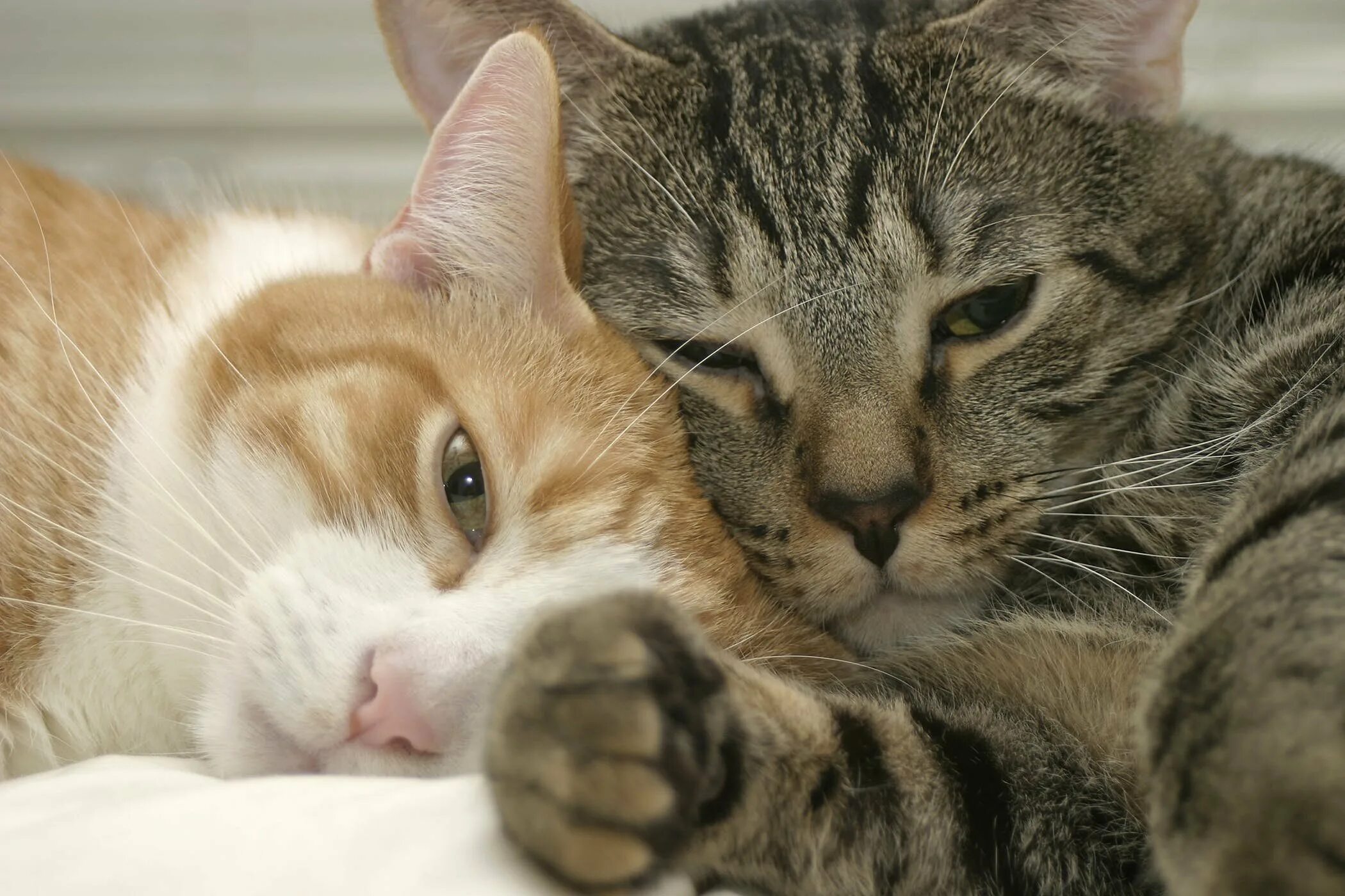 Нежный кот. Ласковый котенок. Котенок. Кот стал очень ласковым. Влюбленные котики.