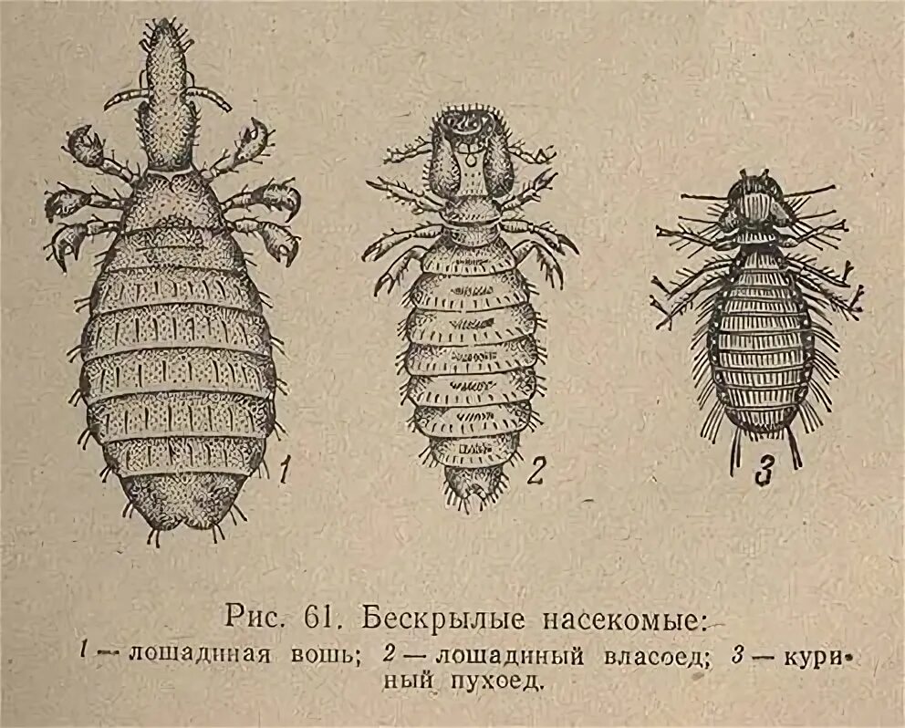 К бескрылым насекомым относятся. Пухоеды (Mallophaga). Пухоеды и вши паразитические насекомые. Жук пухоед.