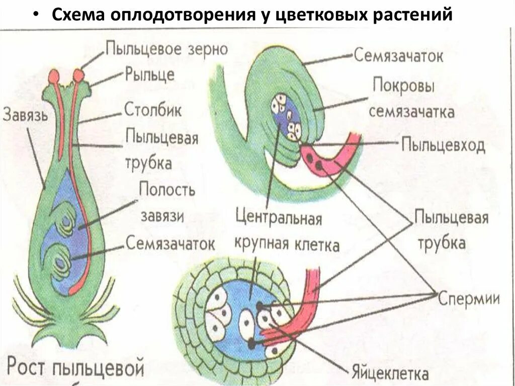 Как называют данный процесс пыльцевая трубка спермии. Двойное оплодотворение у покрытосеменных растений. Схема полового размножения покрытосеменных растений. Схема оплодотворения у цветковых растений 6 класс биология. Размножение цветкового растения схема.