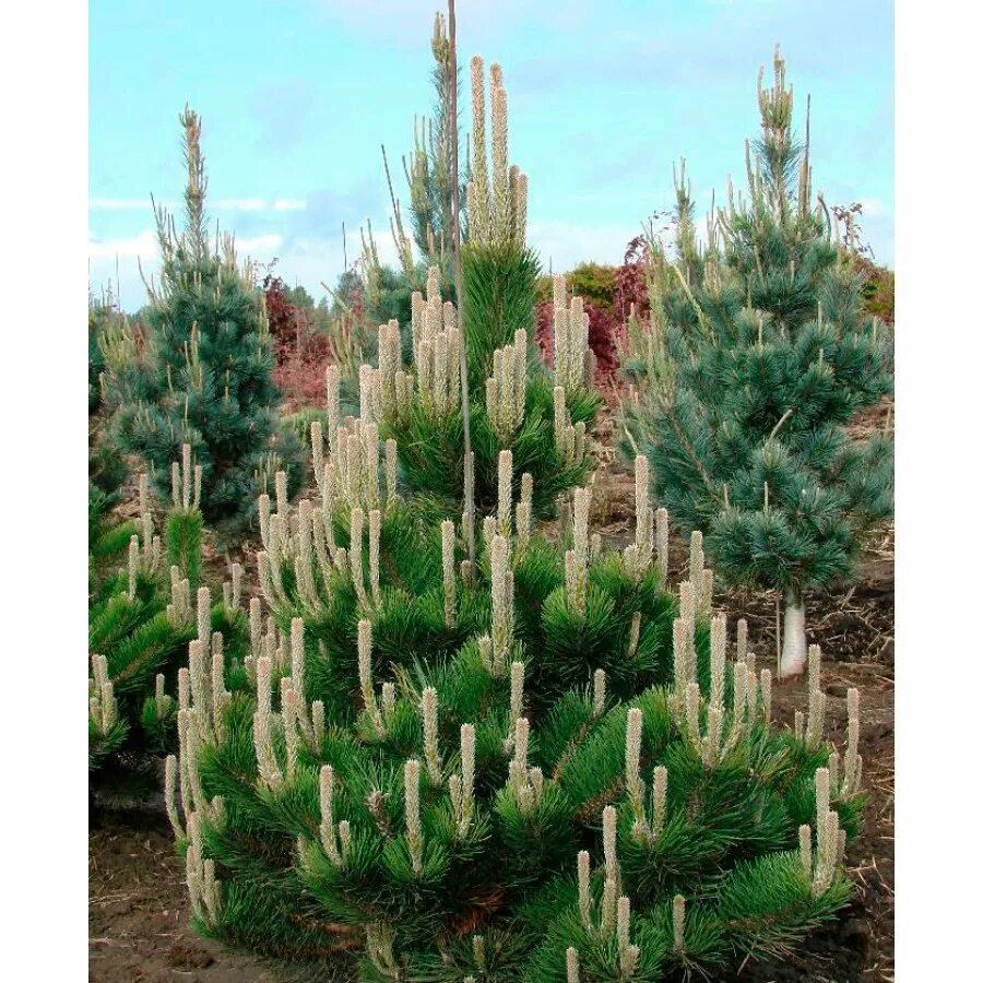 Сосна nigra Oregon Green. Pinus nigra Oregon Green. Сосна черная Орегон Грин. Сосна черная «Орегон Грин» Pinus nigra «Oregon Green».