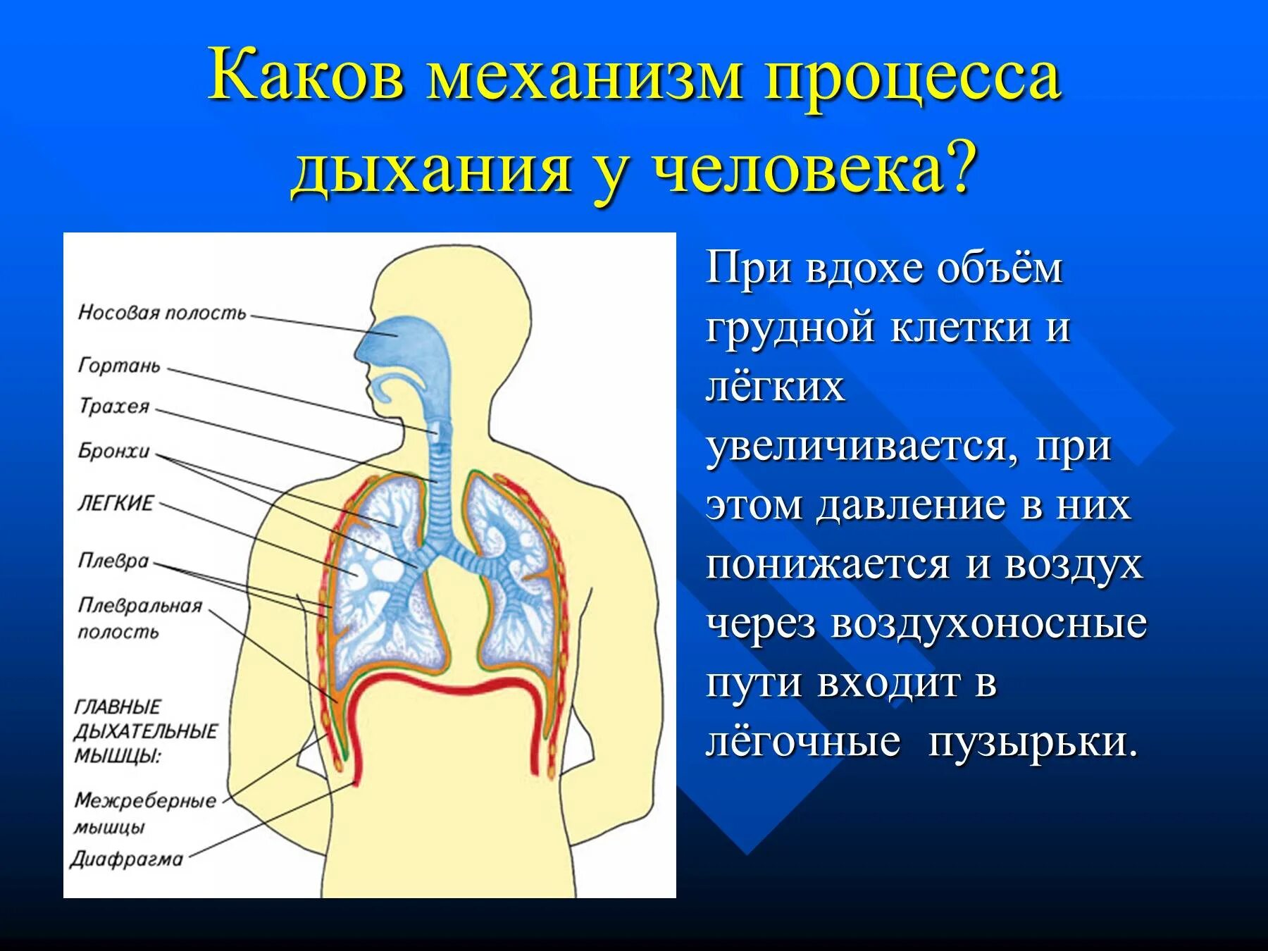 Процесс вдоха человека