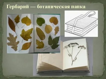 Ботаническая папка для чего нужна в биологии