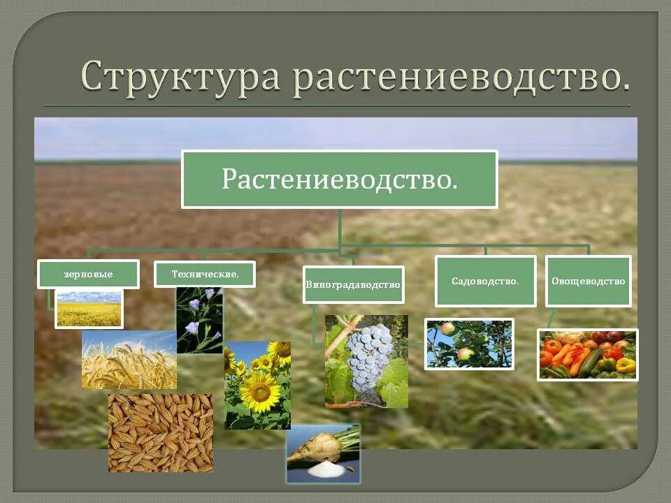 Укажите какая из следующих сельскохозяйственных культур. Структура растениеводства. Основные отрасли растениеводства. Структура сельского хозяйства Растениеводство. Отраслевой состав растениеводства.