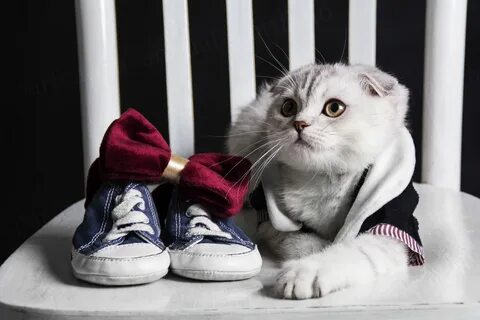 Кошачьи кроссовки