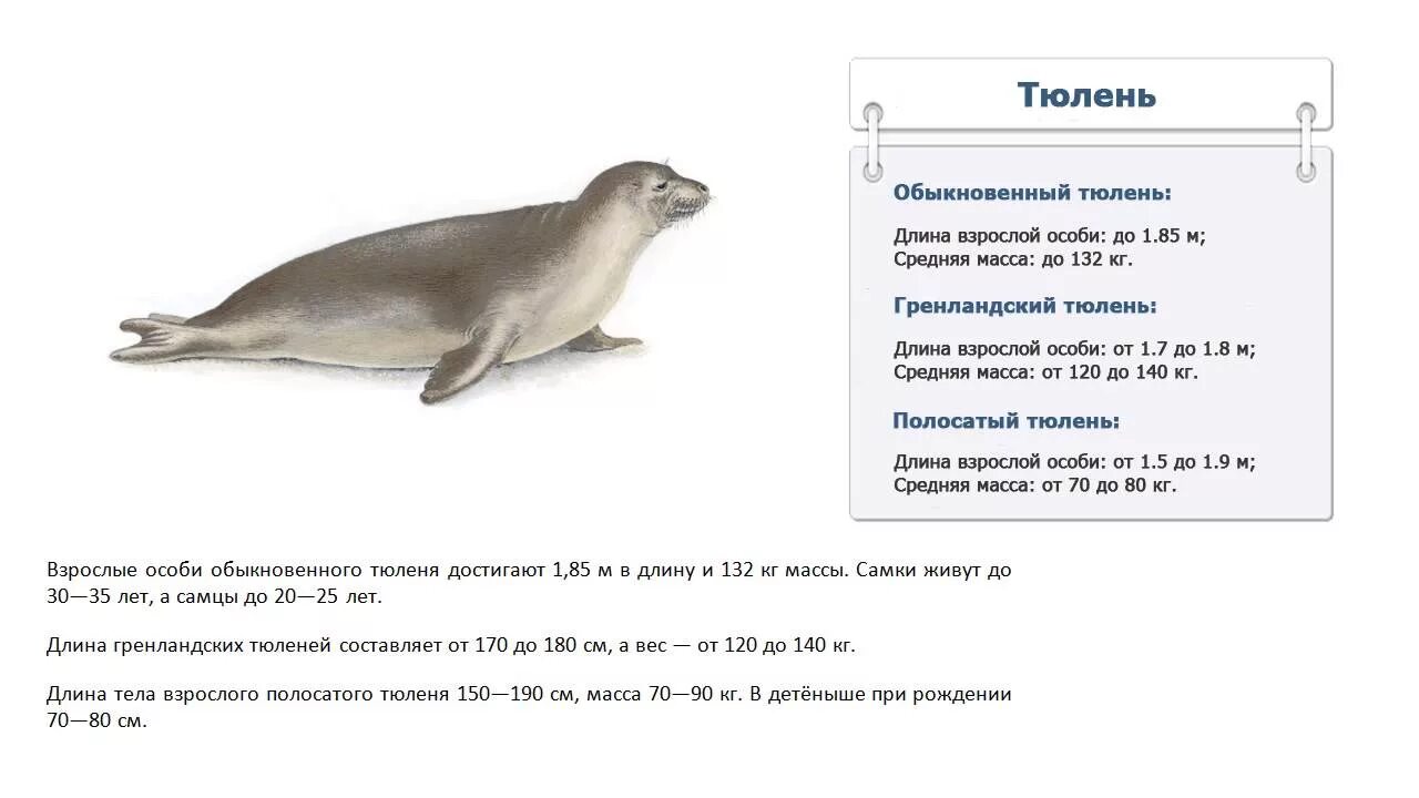 Сколько весит тюлень