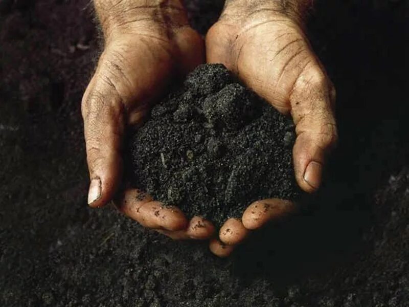 Кусок земли на ладони. Почва в ладонях. Память почв. Растение в руках. Земля памяти.