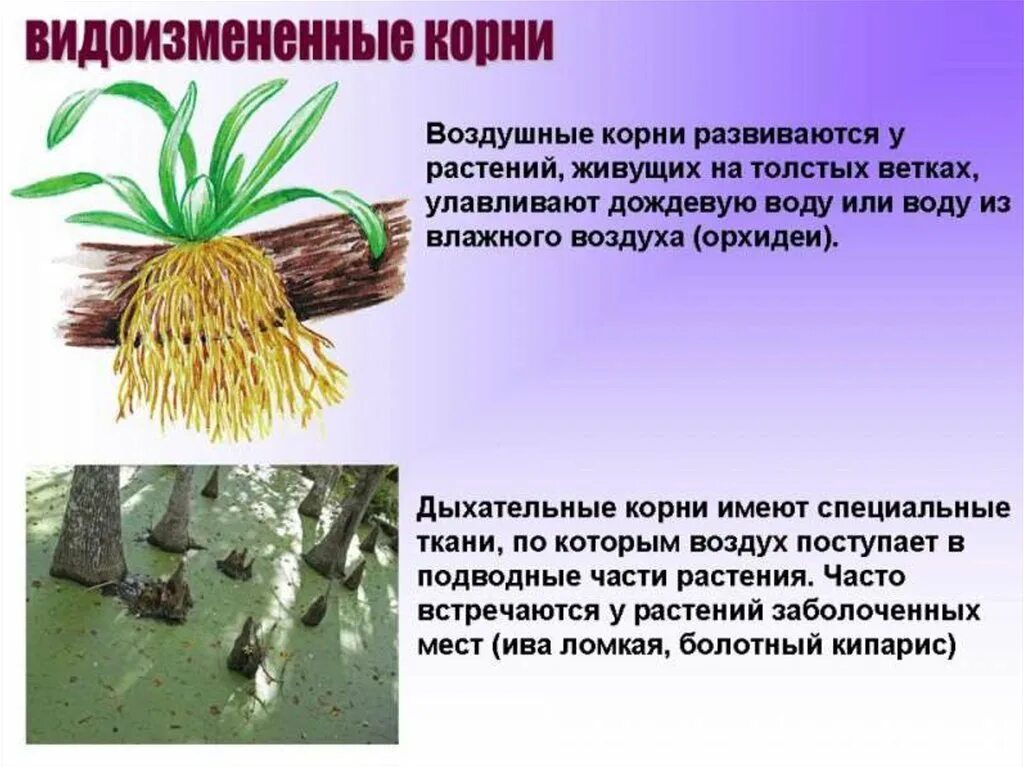 Сообщение по биологии о корнях: найдено 88 картинок