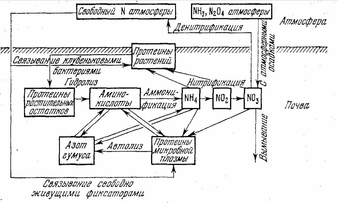 Превращение соединений азота. Схема превращения азота в почве. Превращение микроорганизмами соединений азота схема. Процесс превращения азота микроорганизмами. Круговорот азота (по ф.Рамаду, 1981).