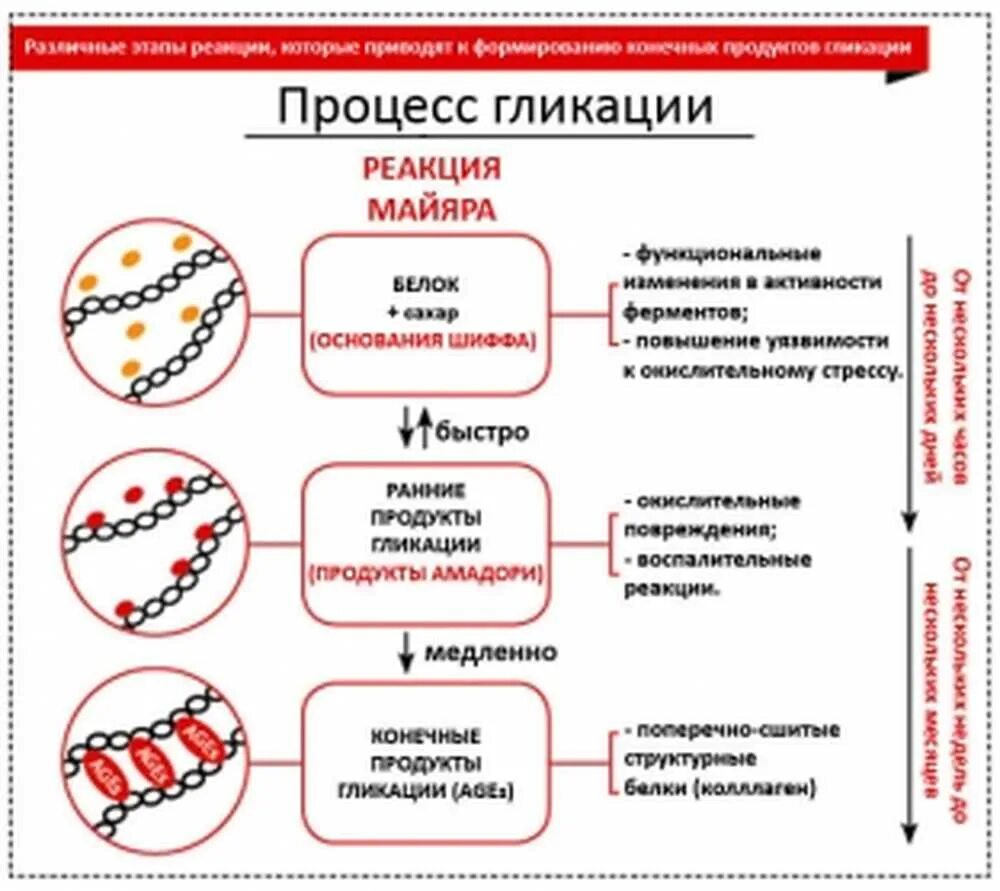 Реакция гликации. Образование конечных продуктов гликирования. Продукты гликации. Гликация коллагена и сахарное лицо. Гликация коллагена.