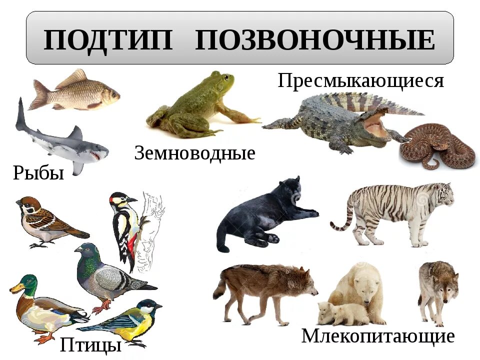 Млекопитающие животные примеры названия. Позвоночные животные. Млекопитающие и пресмыкающиеся. Млекопитающие и пресмыкающиеся и земноводные. Позвоночные представители.