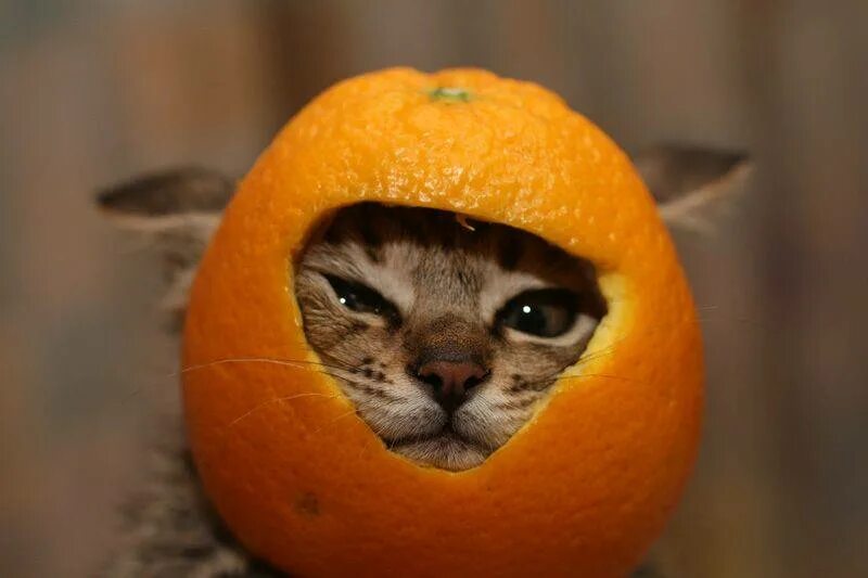 Апельсиновый кот. Кот мандарин. Поделка из мандарина. Кот апельсин. Кот апельсин.