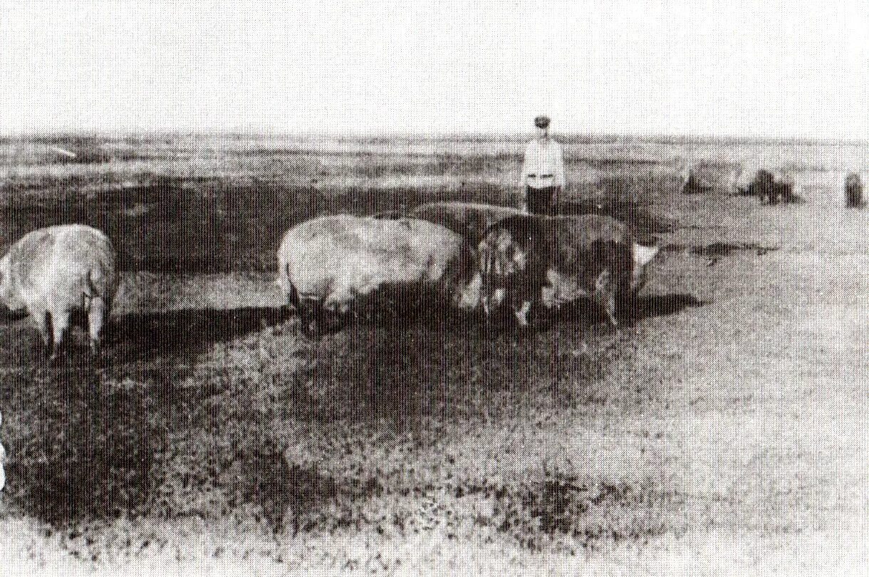Немцы поволжья в сибири. Немцы колонисты в поволжье. сельское хозяйство немцев поволжья. немцы поволжья саратовский архив. немцы поволжья земледелие.