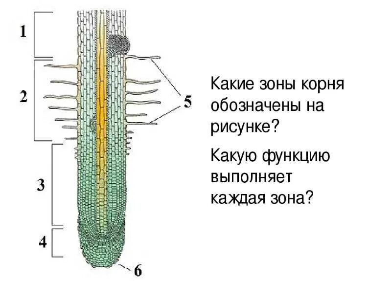 Какую функцию выполняет зона деления корня. Зоны корня 7 класс биология. строение корня зоны корня строение функции. внутреннее строение корня без подписей. строение корня зоны корня 6 класс.