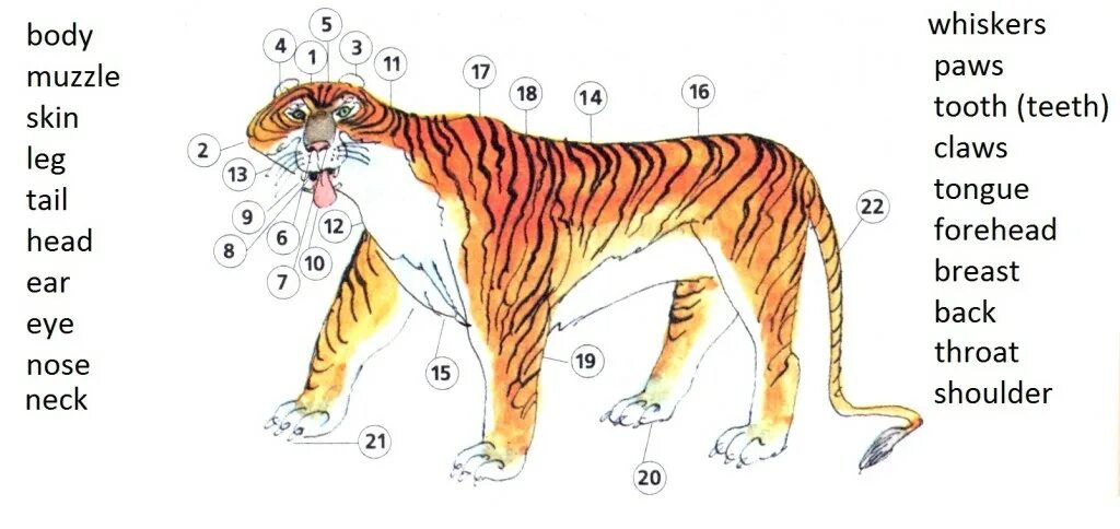 Описание животного на английском. Части тела животные английский. Части тела животных на английском языке. Части тела животного на англ.
