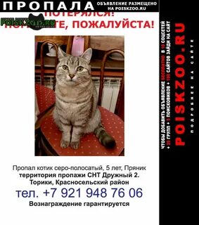 Кастрация кота спб