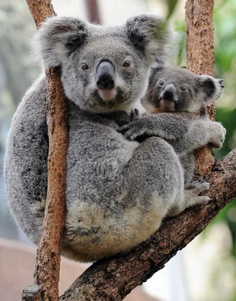 Год коалы. Квинслендский коала. Сумчатый Ленивец. Коала сумчатое животное. Мишка коала.