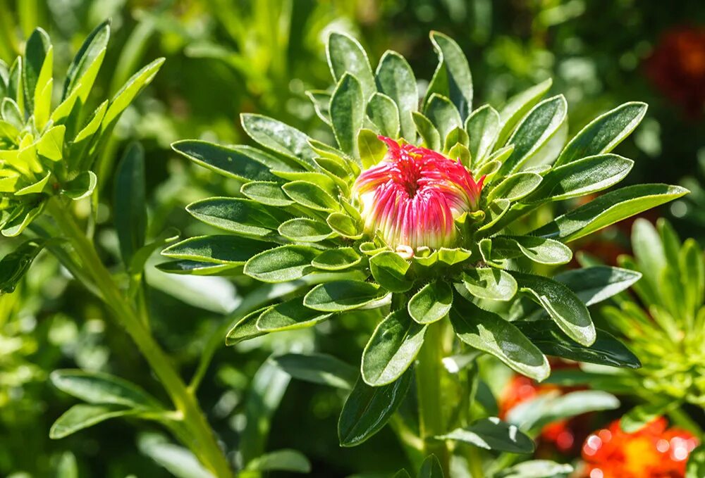 Астра кустарниковая проф. Перламутровые не гуглите. Астра многолетняя киппенберг. Перламутровые перламутровые не гуглите. Астроконечные.