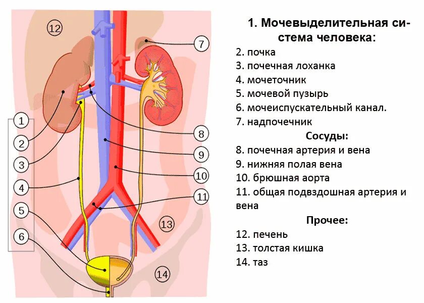 Определить систему органов почки