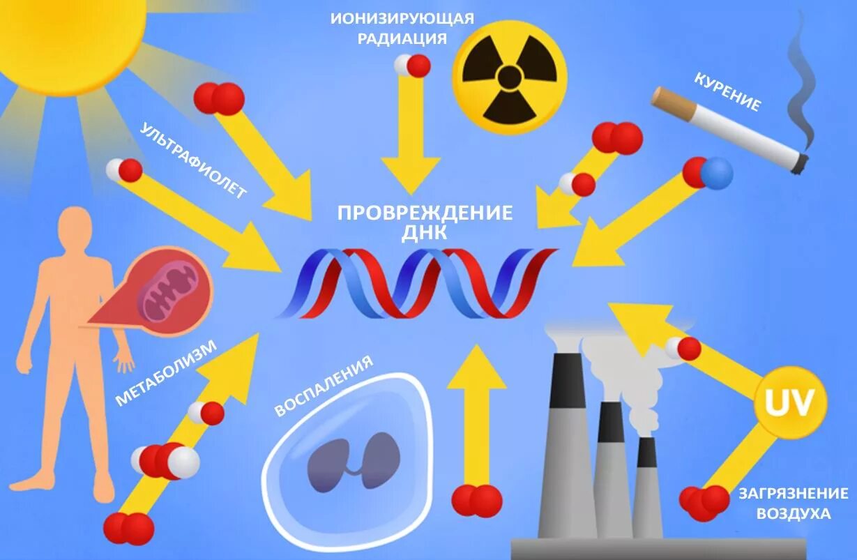 Окислительный стресс организма