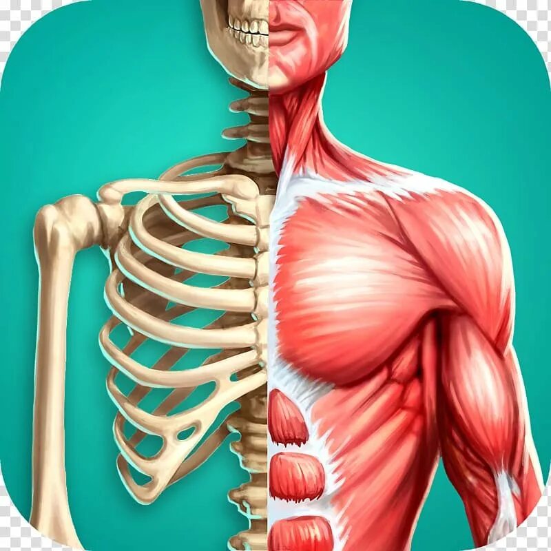 Мышцы орган человека. Человеческое тело. Анатомия здорового человека. АНАРМИЯ.
